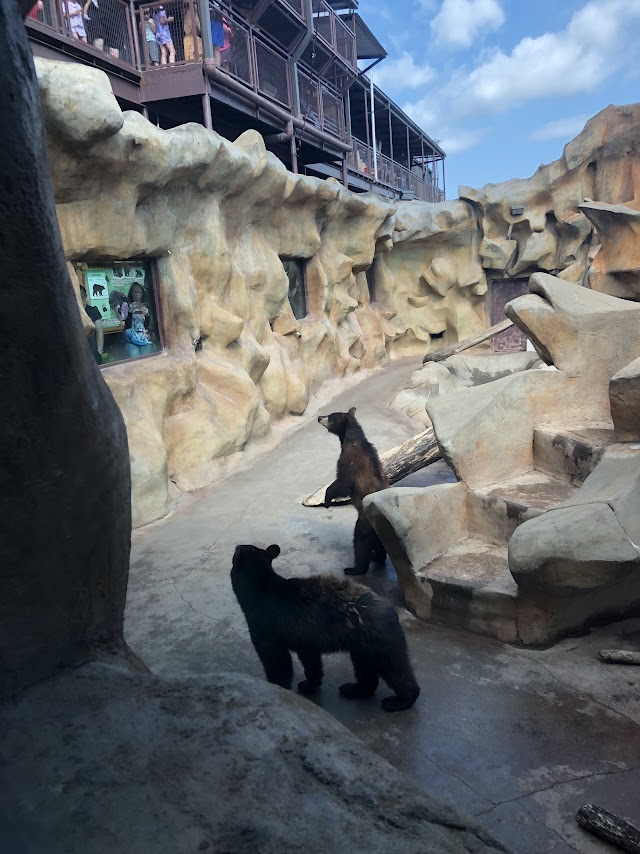 real life black bears