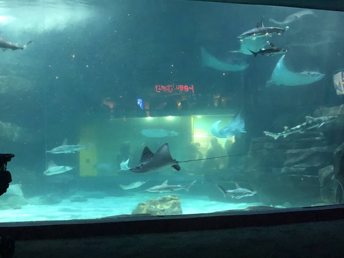 manta rays enclosure at the aquarium