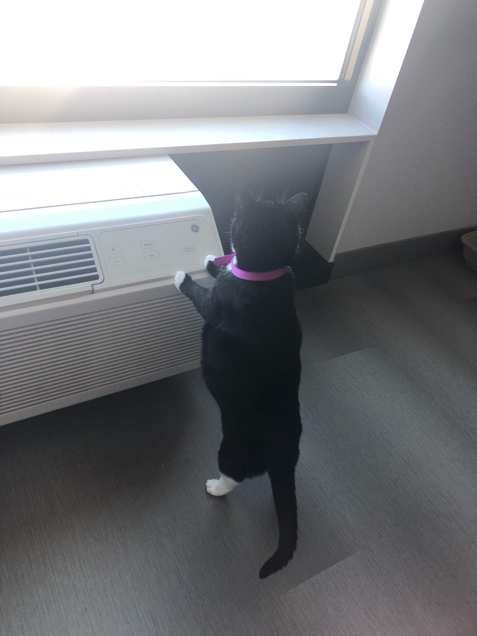 cat looking out window longingly