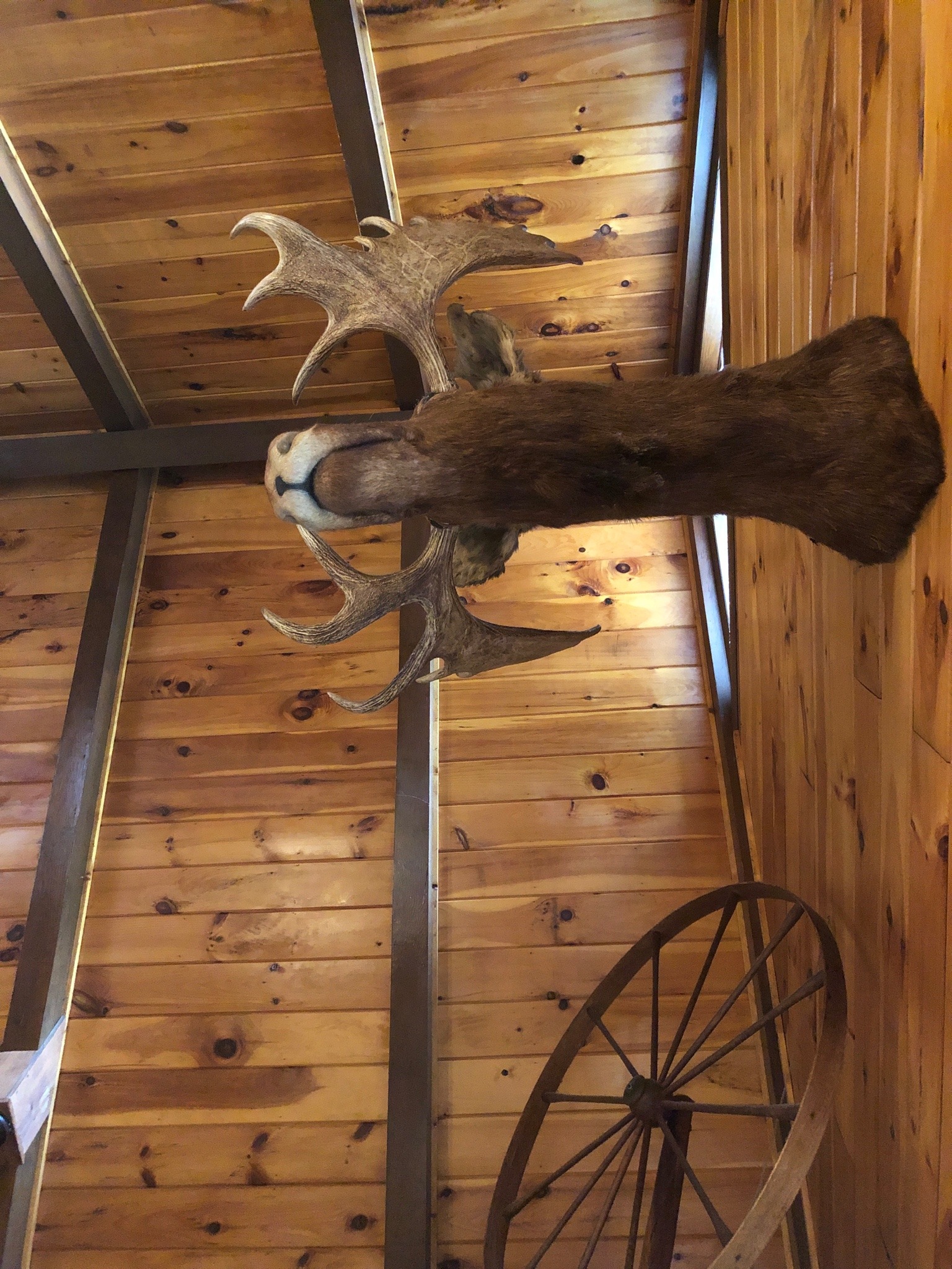 taxidermed moose head