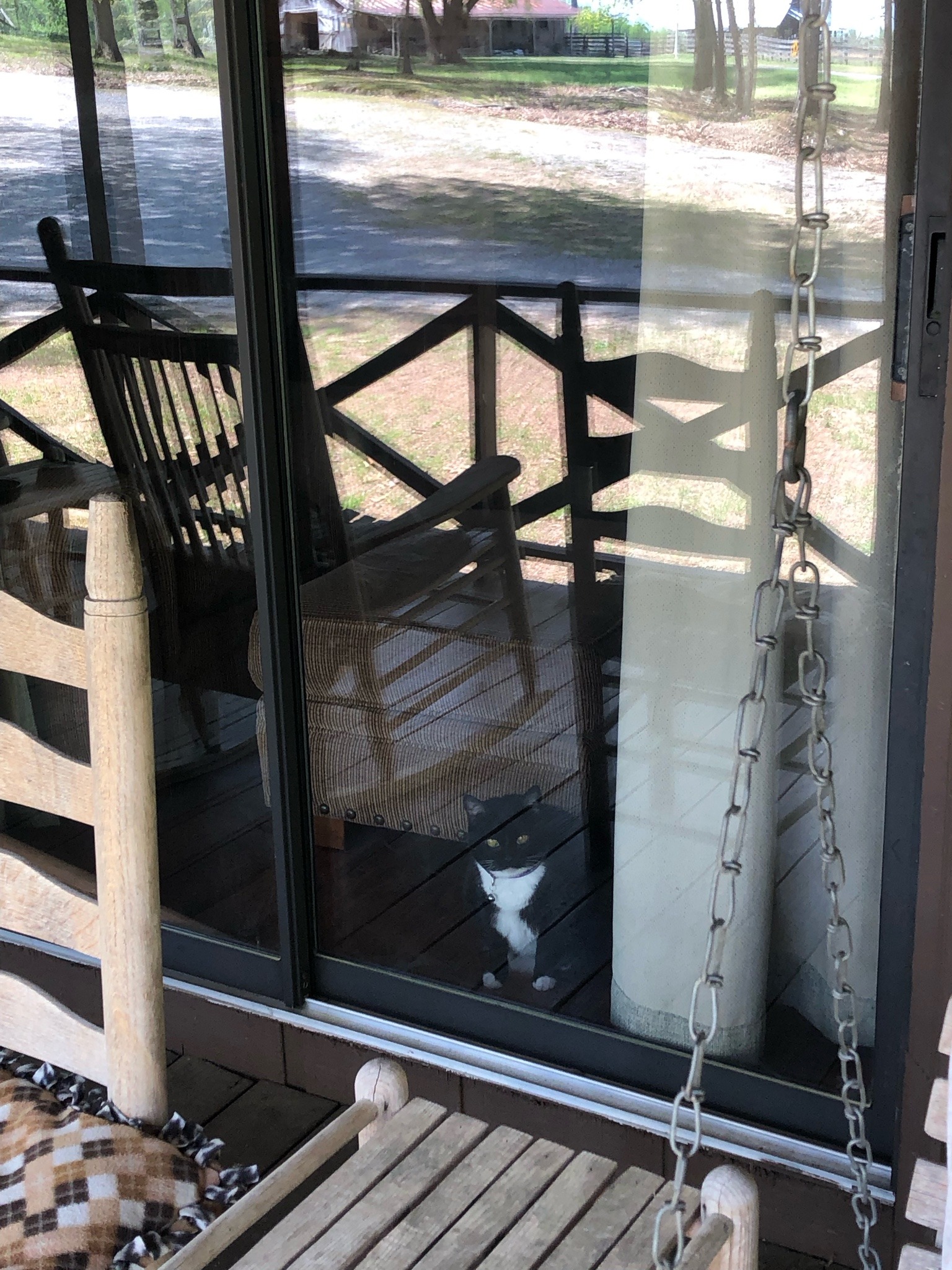 cat glaring through window