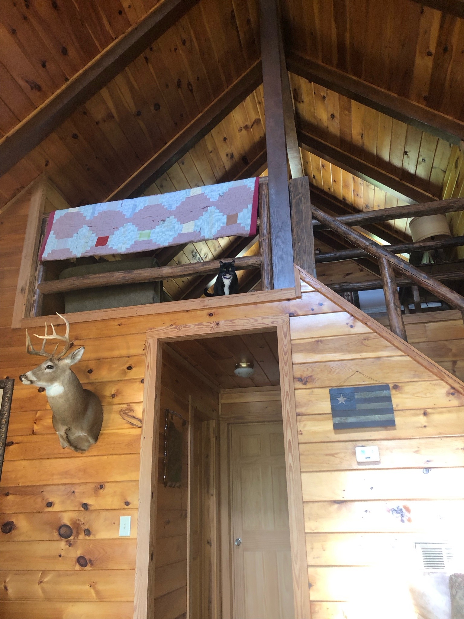 cat hanging out way too high up