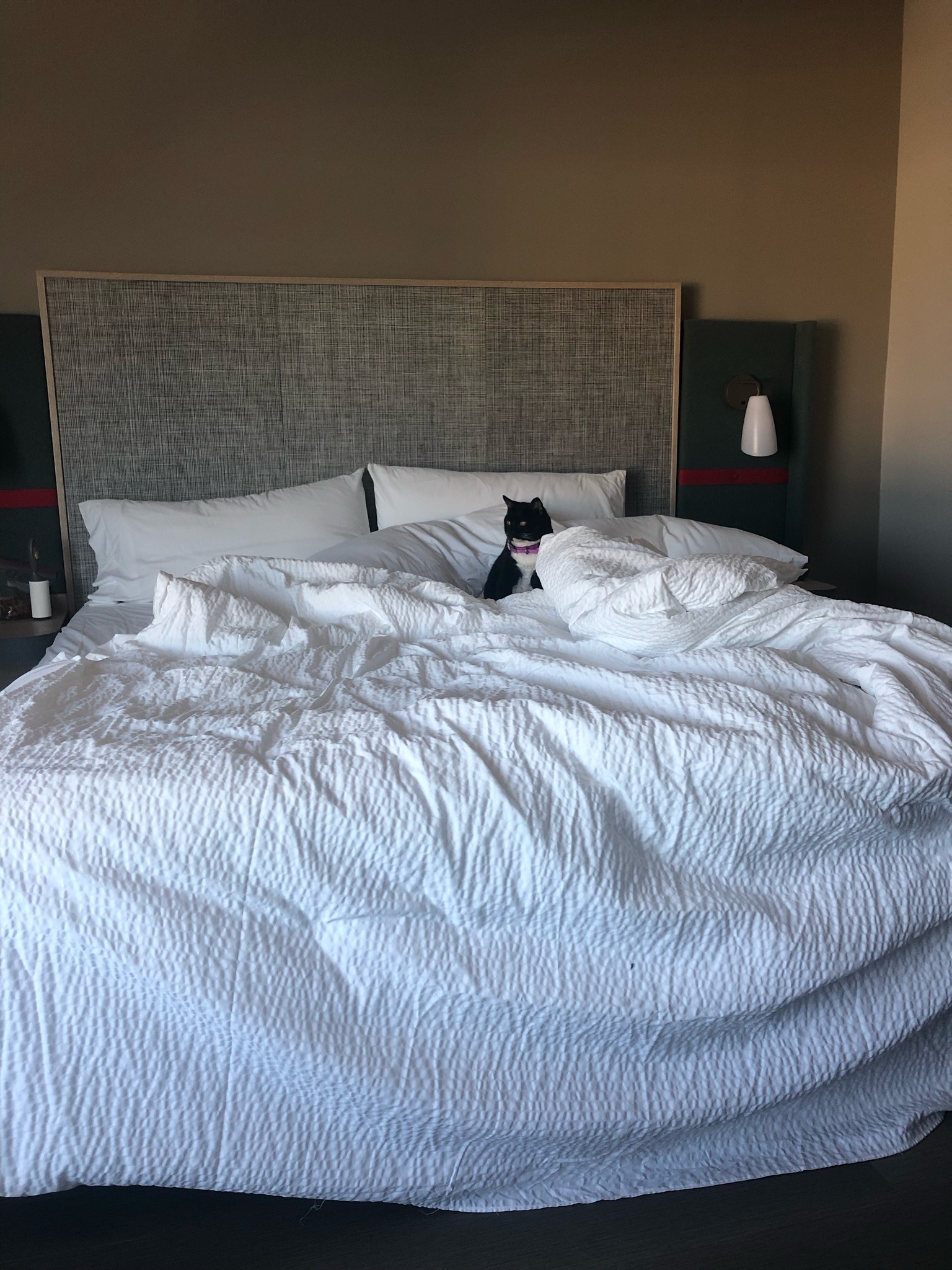 a tuxedo cat on a large hotel bed